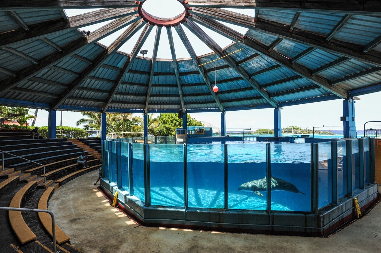 Delfin bliver fremvist i Sea Life Park på Hawaii. Foto: We Animals Media / Jo-Anne McArthur