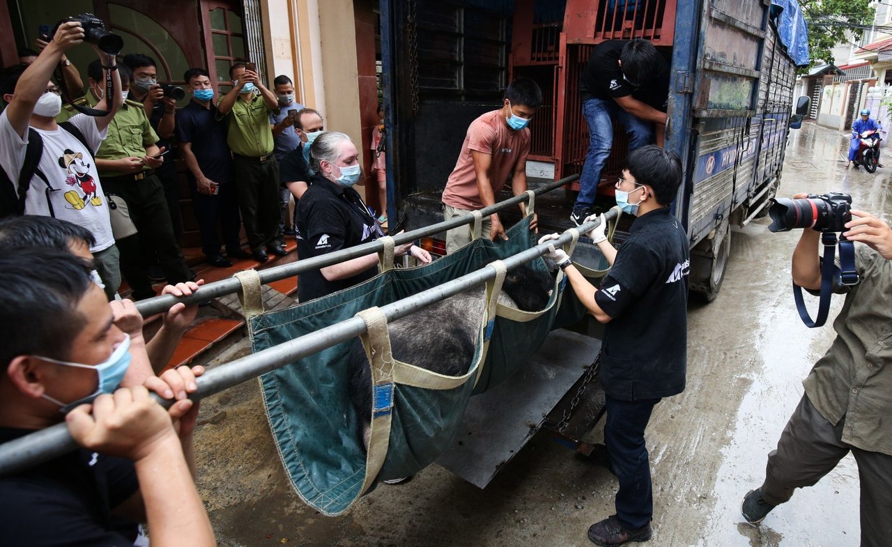 A bear being lifted into a truck on way to sanctuary.