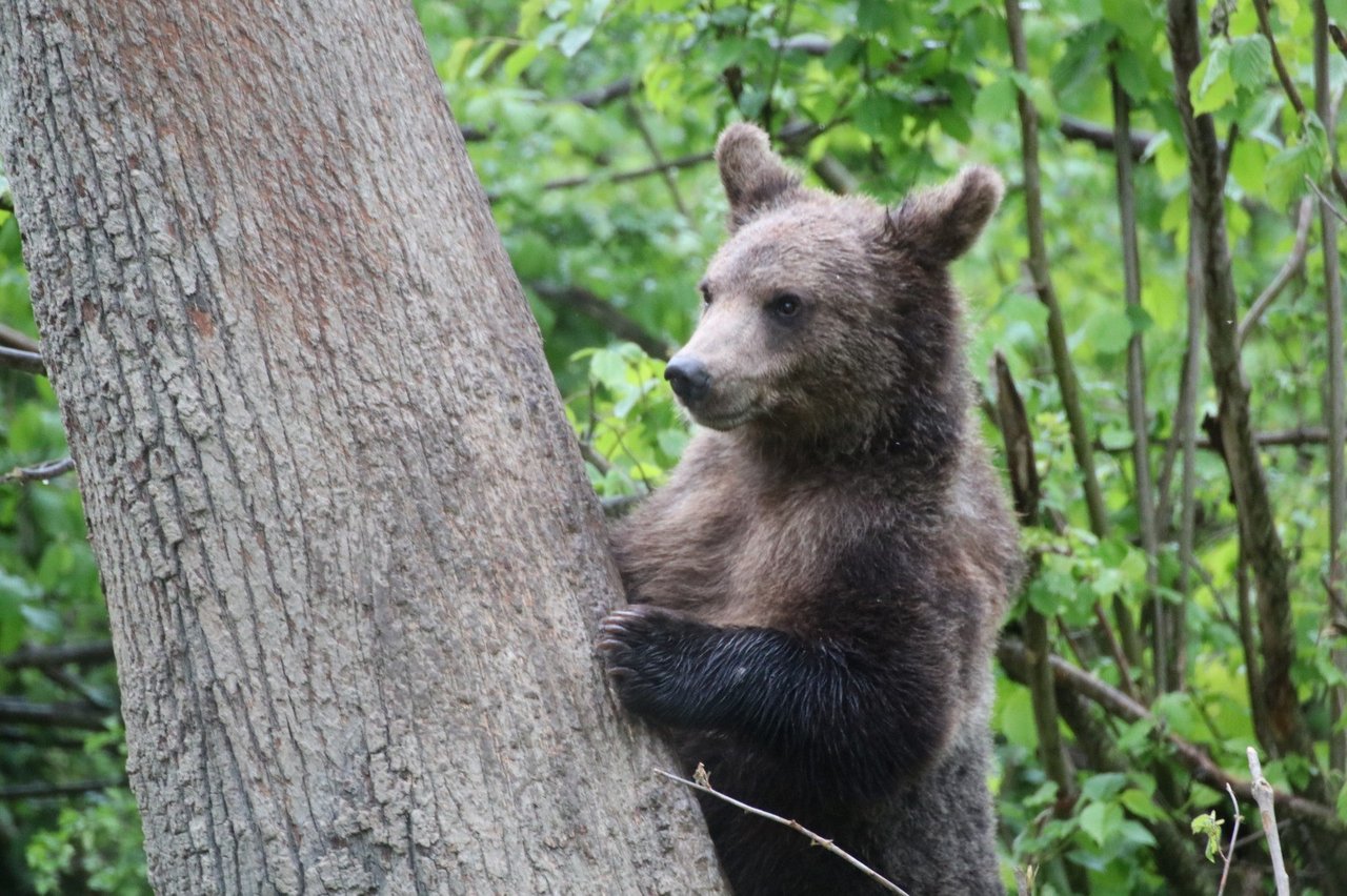 bear-cage