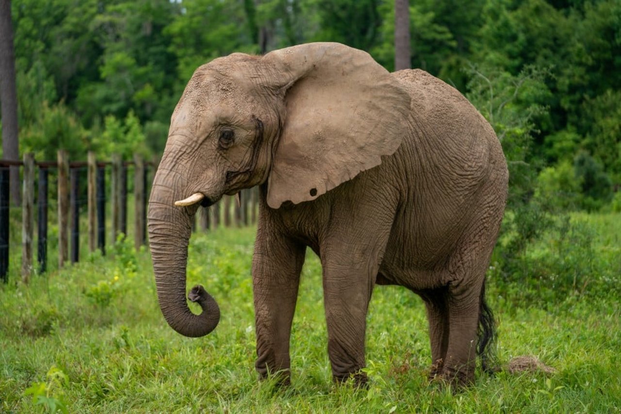 Mundi, uma elefanta savana africana, no santuário ERNA, na Geórgia.