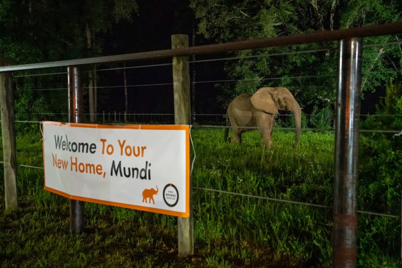 Grades do recinto onde Mundi, uma elefanta resgatada, viverá. Ela está atrás das grades - em uma área verde e vasta -, que consta uma placa que diz &quot;Bem-vinda ao seu novo lar, Mundi&quot;.