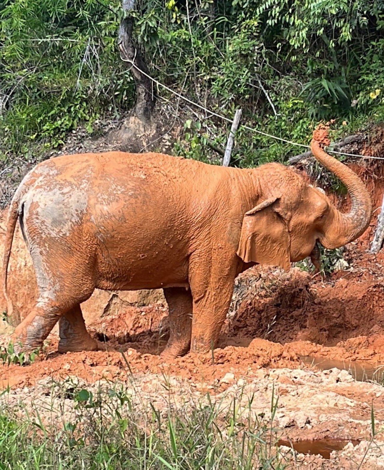 an elephant giving themselves a mud bath at changchill