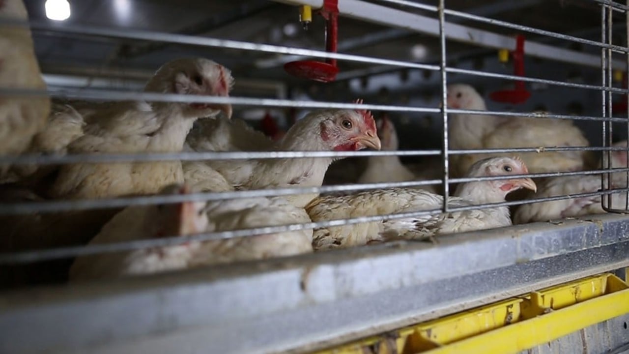 43_day_old_meat_chickens_in_caged_systems_-_homepage_-_world_animal_protection_-_change_for_chickens