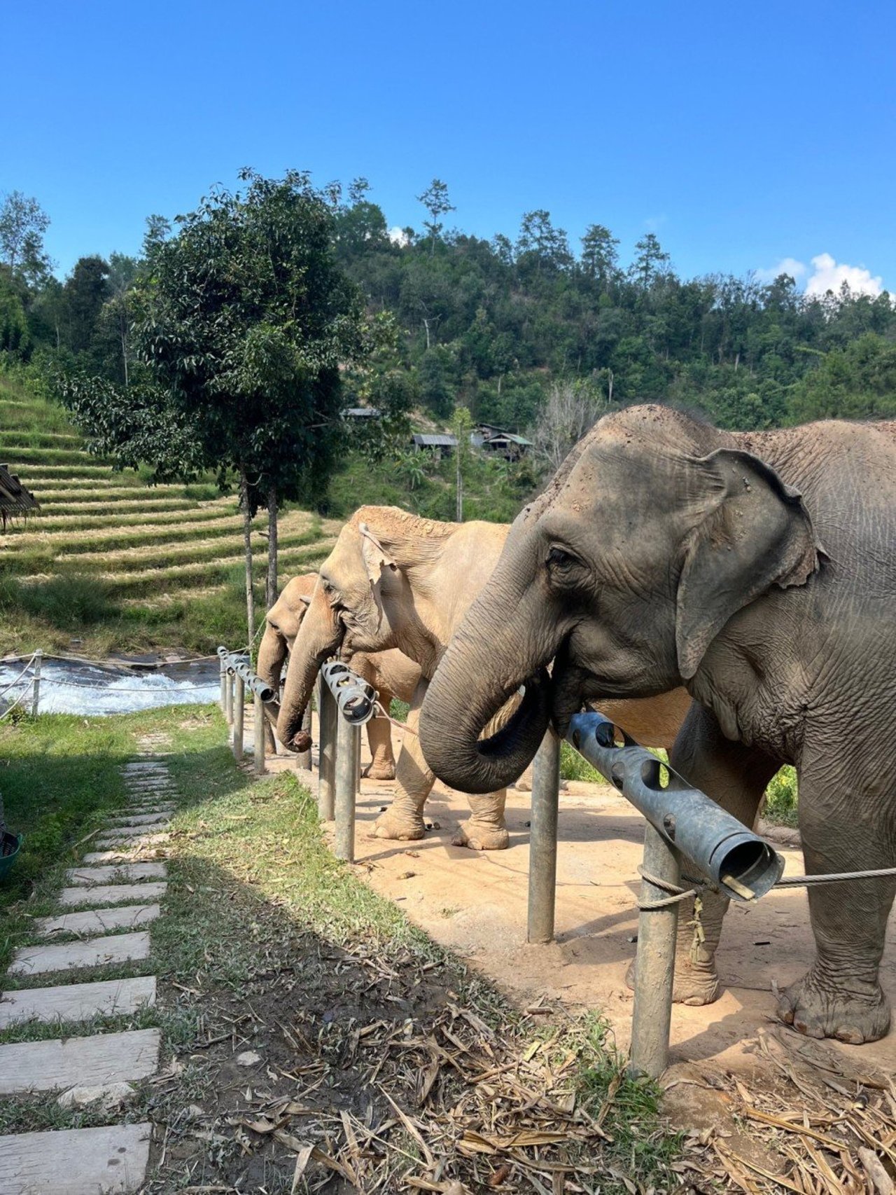 elephants eating at changchill