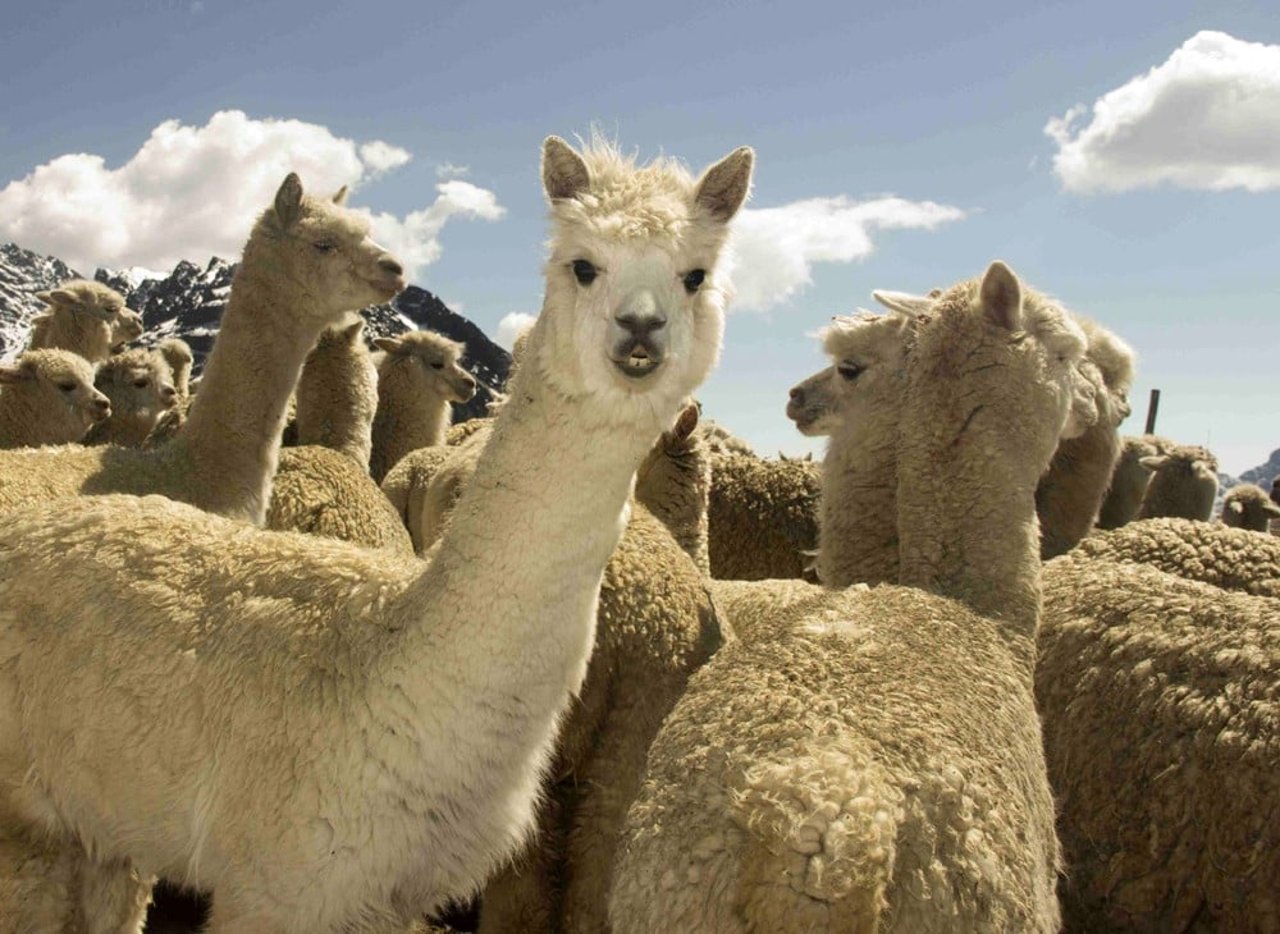 alpaca2