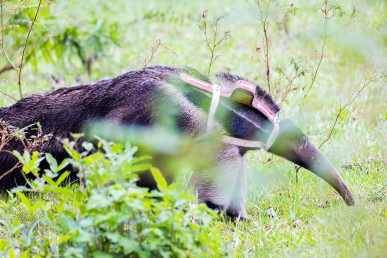 cecilia released into the wild