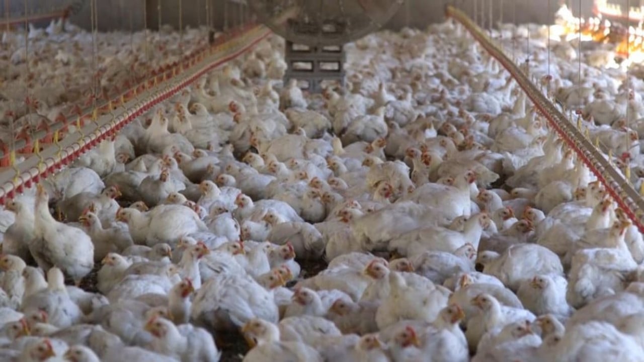 World Animal Protection - Factory Farming