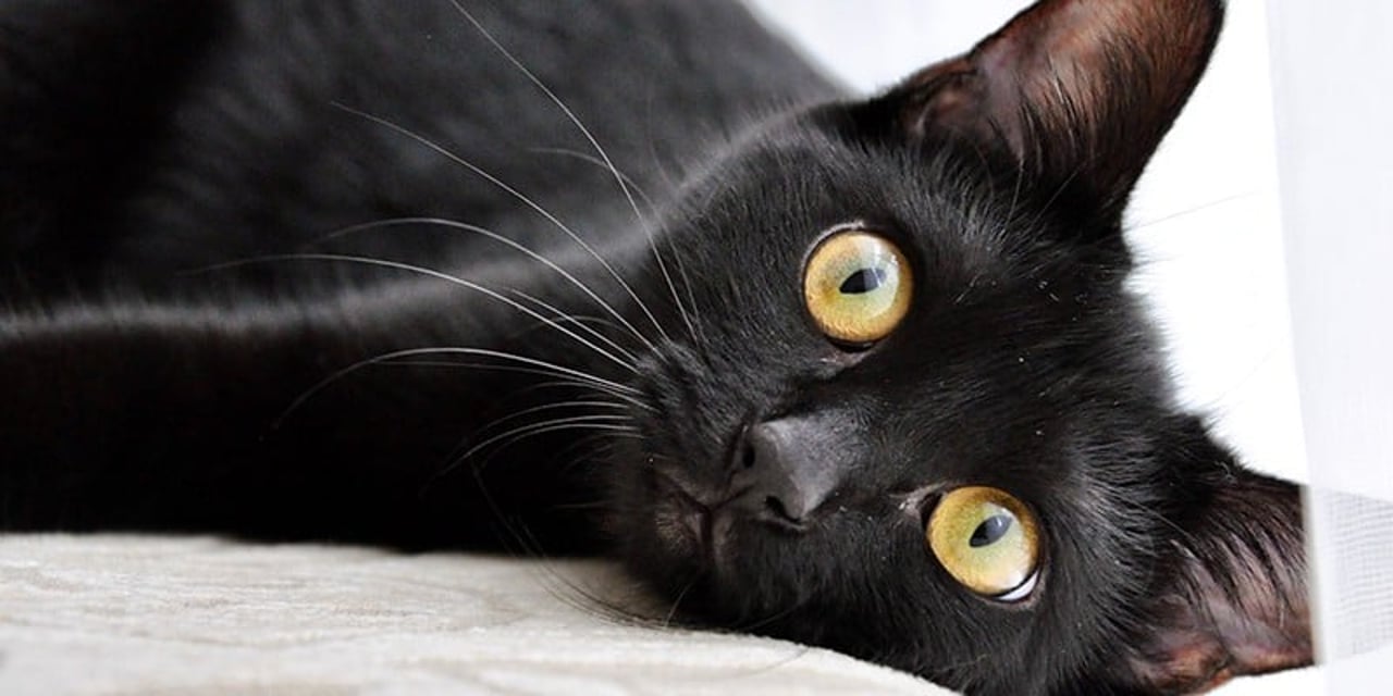 A black cat sitting on the back of a brown chair, against a naked brick wall