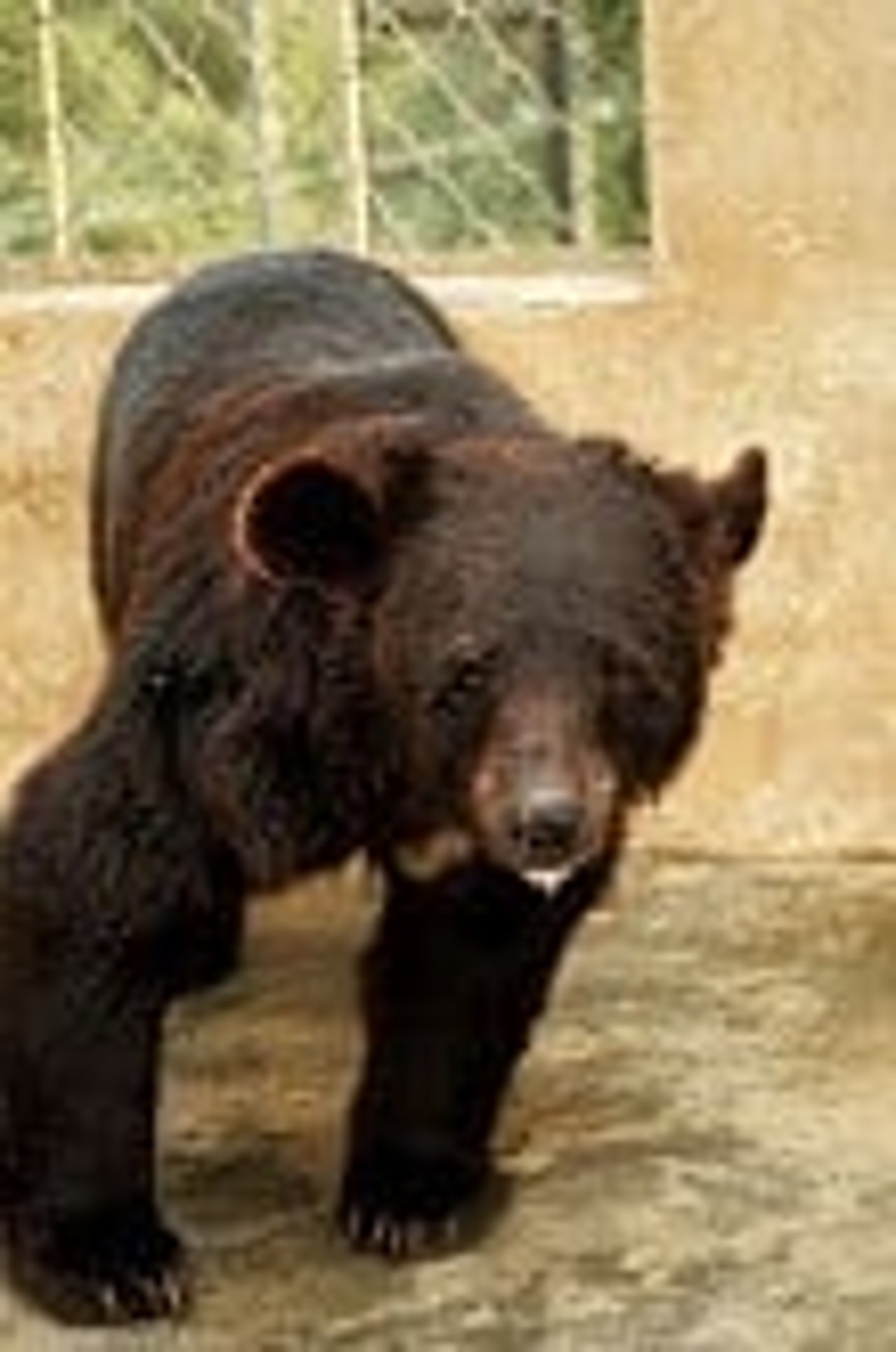 bear