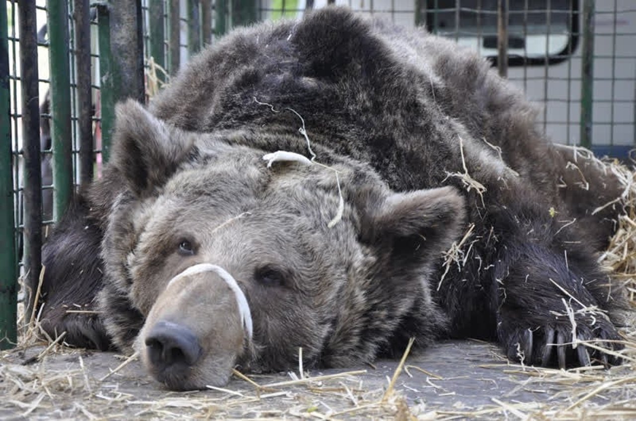 bear_romania_800x531_1021217