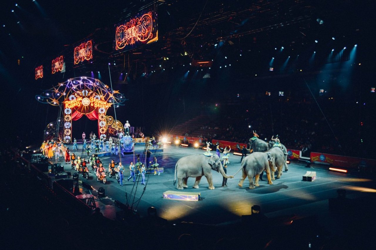 Studie avslöjar stora hälsoproblem hos vilda djur på cirkusar i EU 