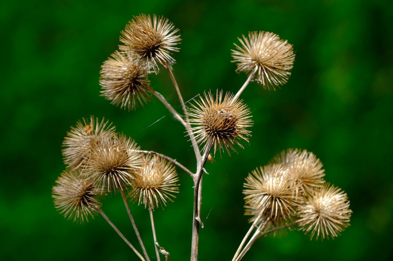 Burdock plant