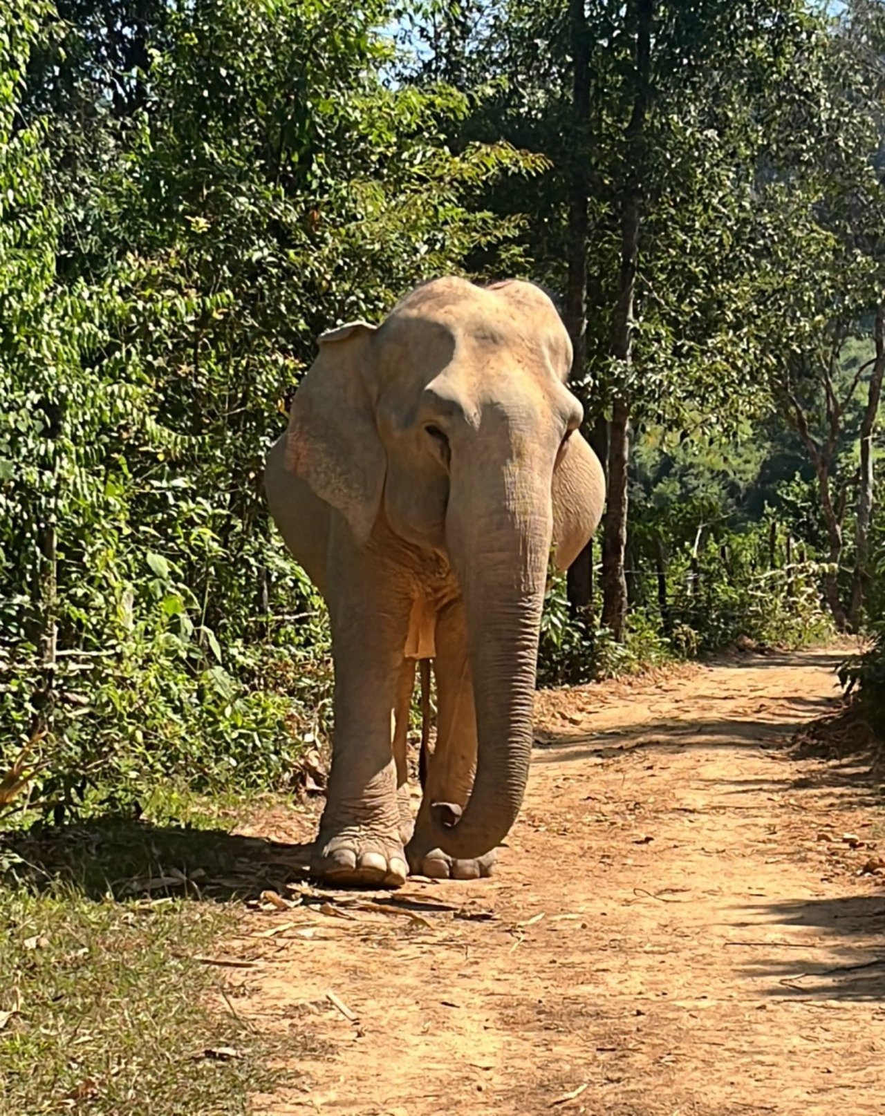 elephant walking at changchill sanctuary