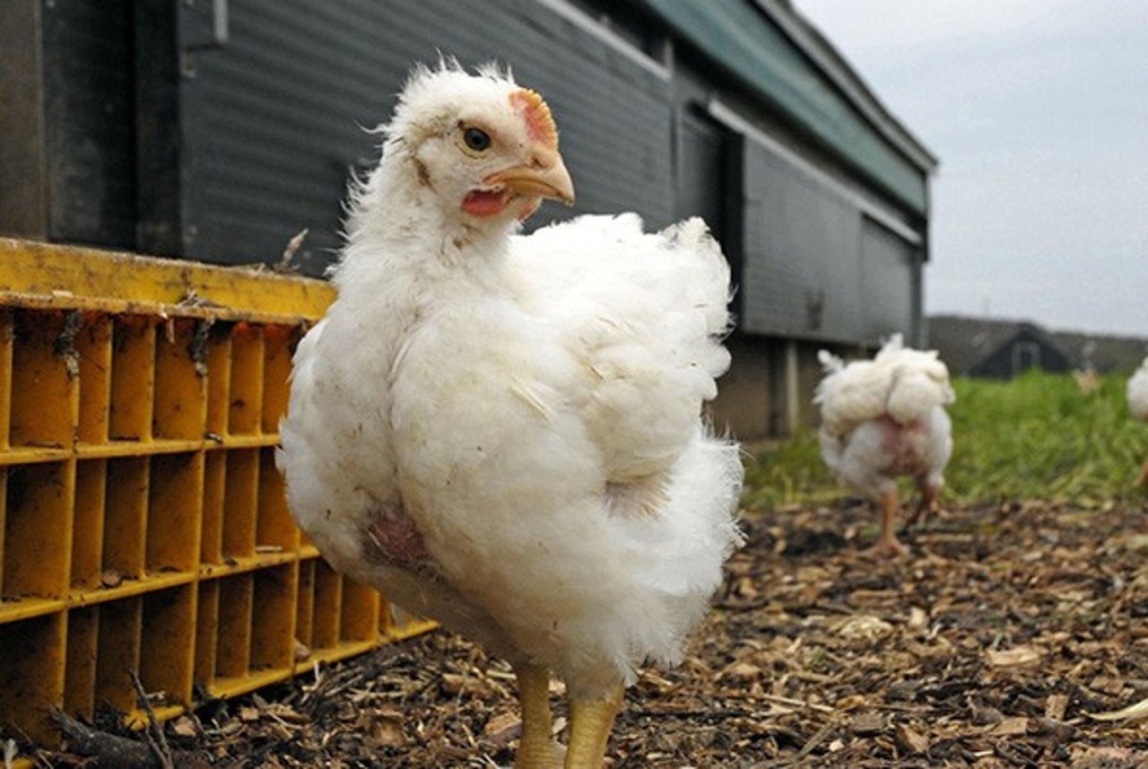 Change for Chickens - Cage Free Eggs - World Animal Protection
