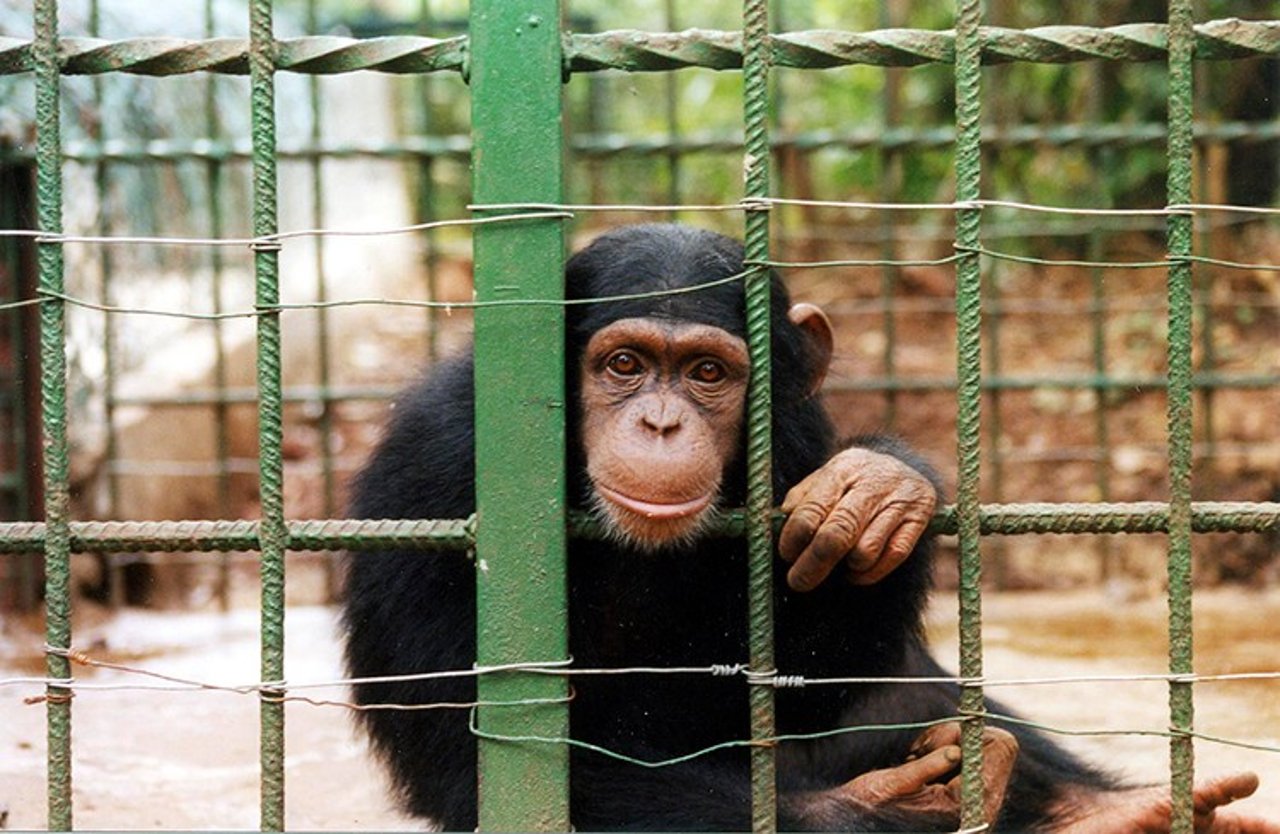 Chimpanzee in cage