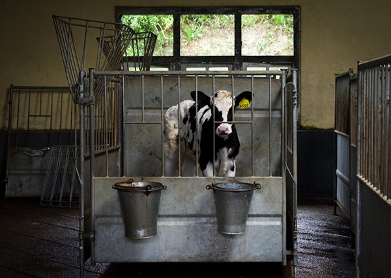 A calf is caged in a dairy factory farm.