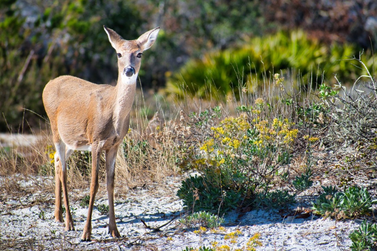 Deer standing next to beach grass