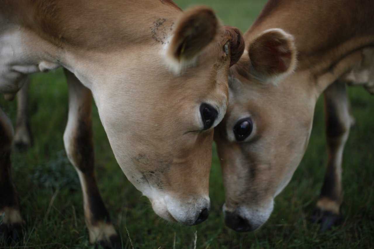 danish_jersey_cows