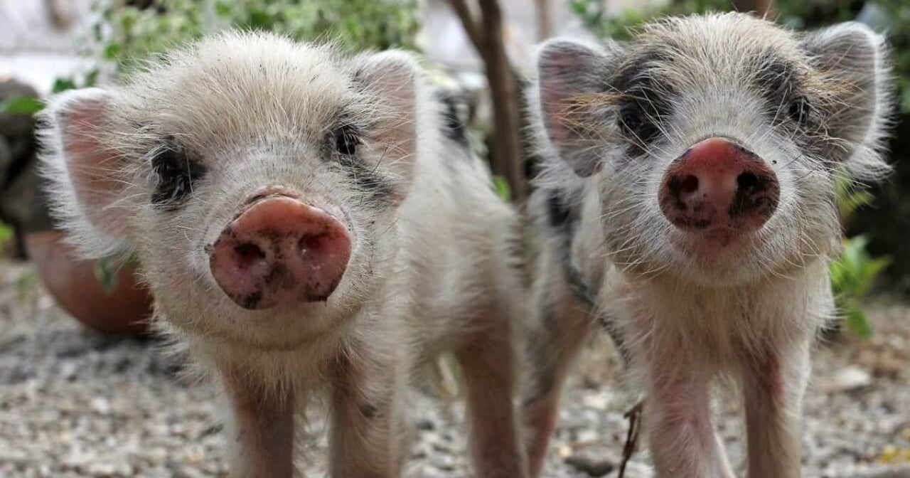 happy piglets