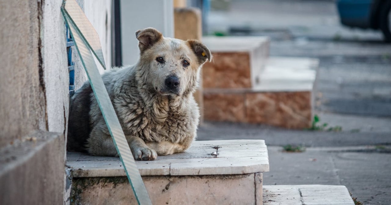 Dogs on steps in Romania