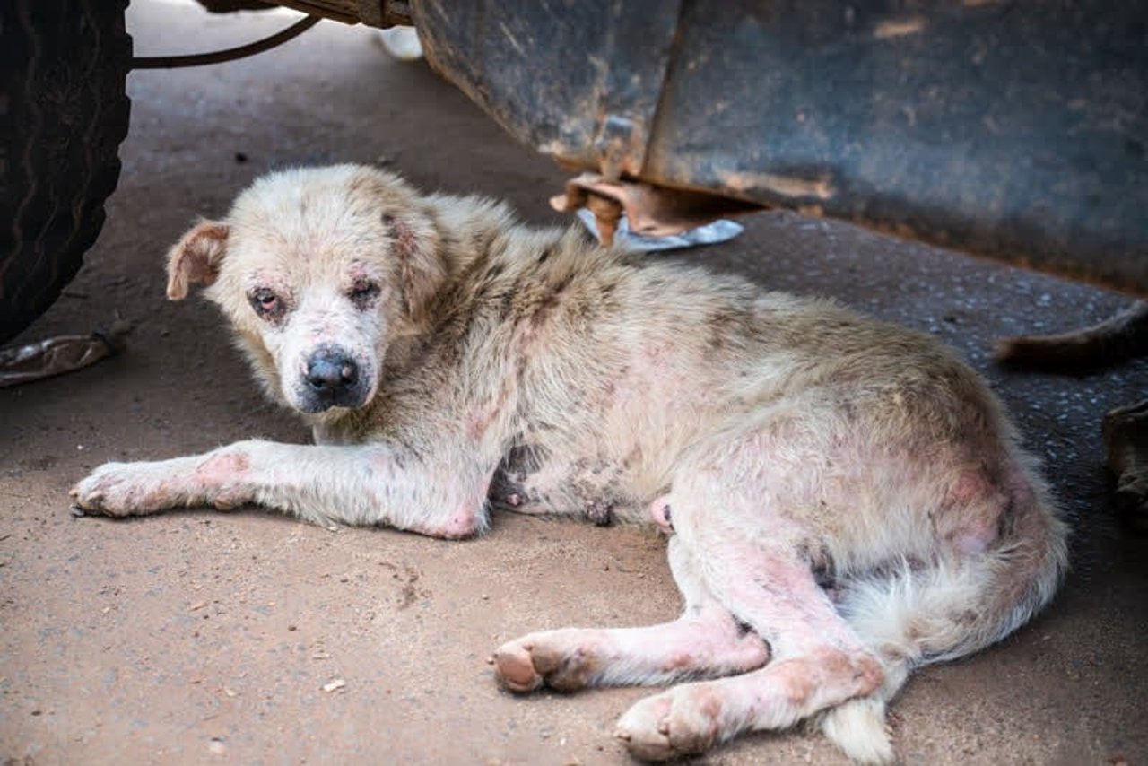 dog_sierraleone_800x534_1020265_0