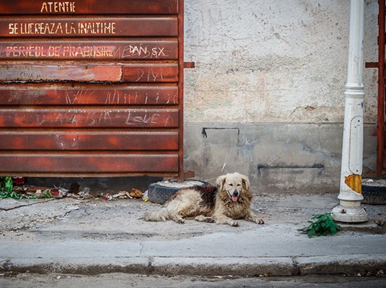 dog_street_romania_june2016