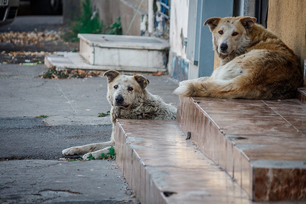 dogs_romania_june2016