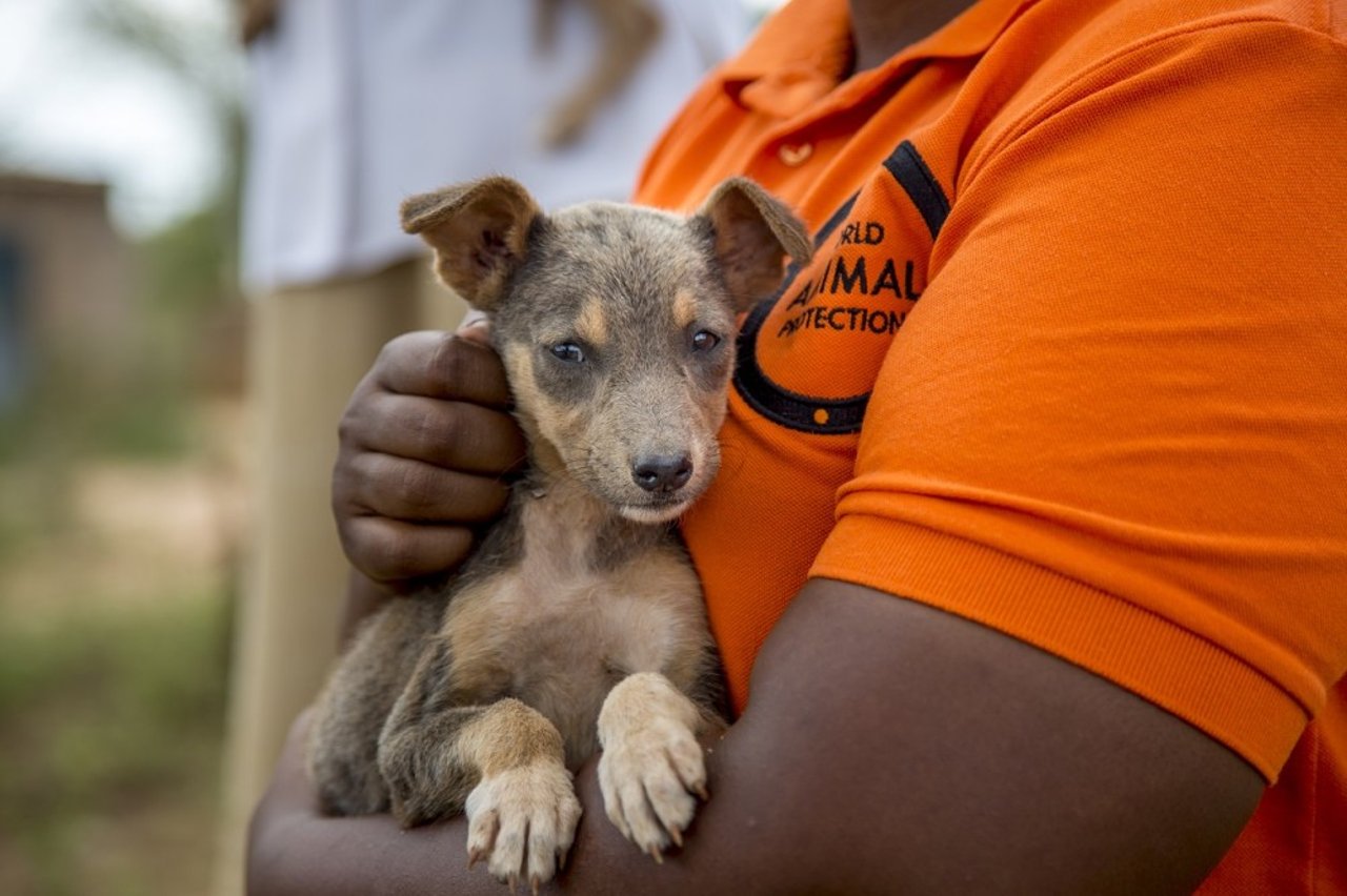 A staff o World Animal Protection holding a dog