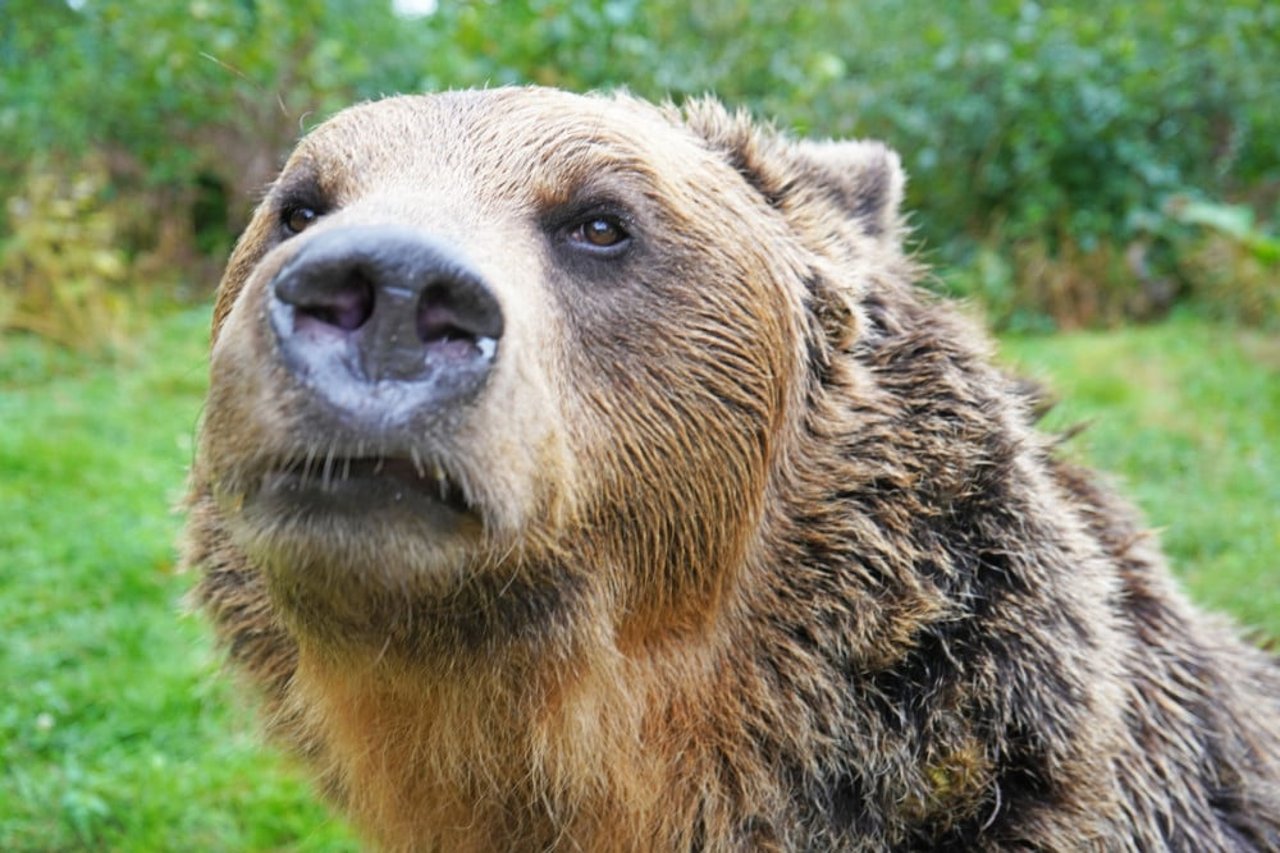 En af de reddede bjørne i bjørnereservatet i Rumænien