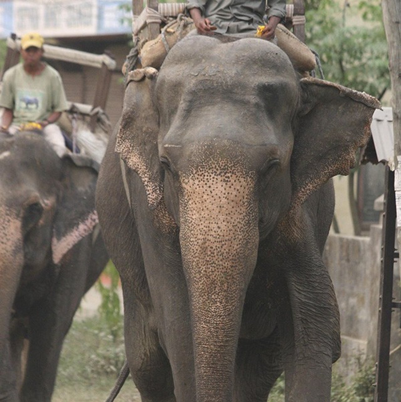 elephant_ride