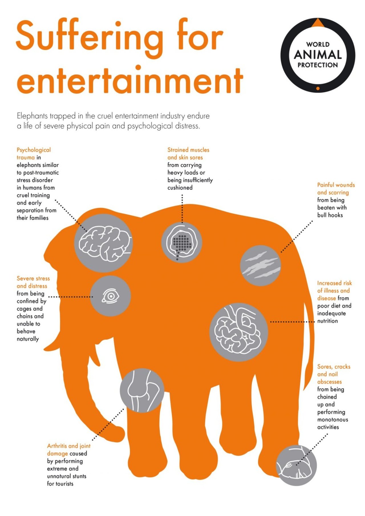 elephants-suffering-infog