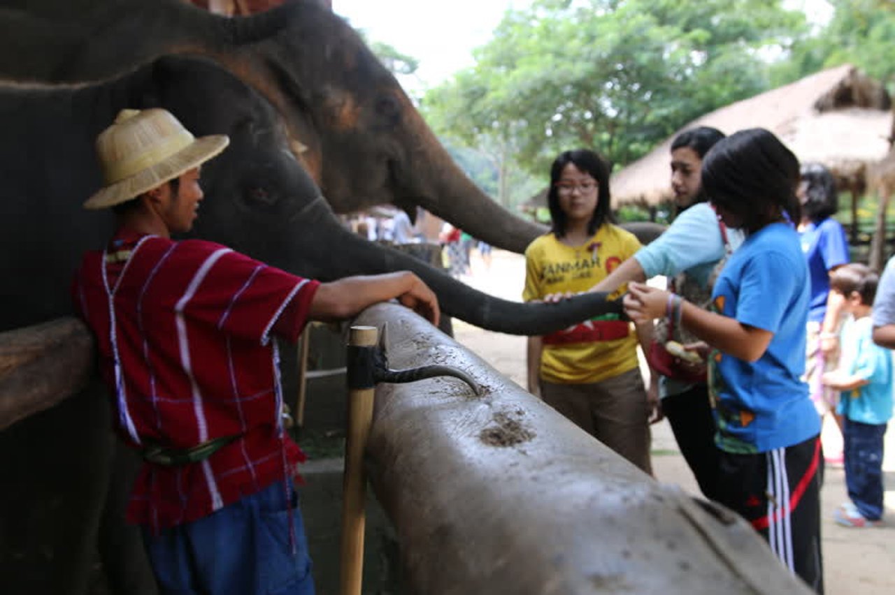 elephants_thailand_800x533_1015027