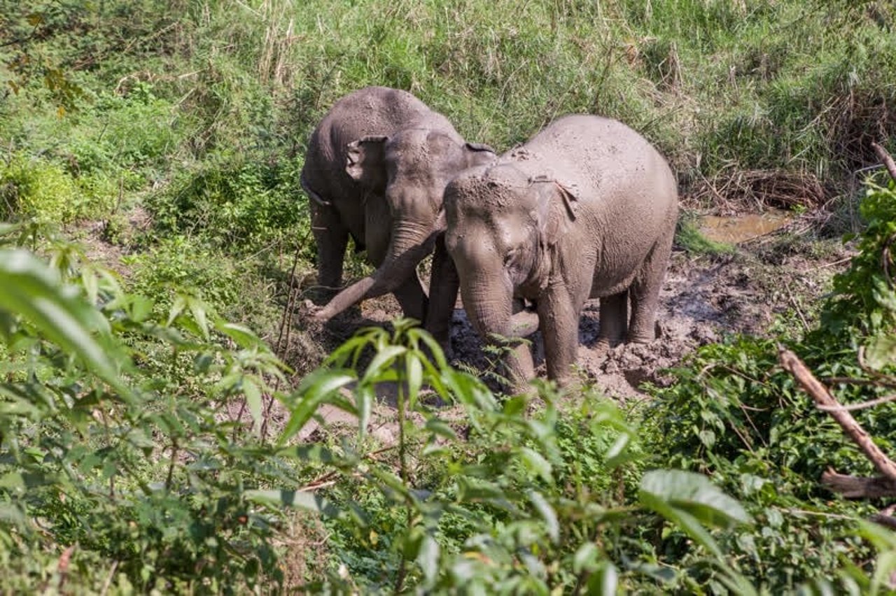 elephants_thailand_800x533_1018742