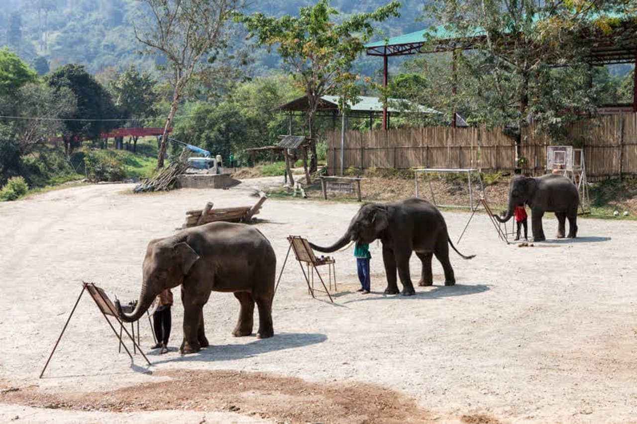 elephants_thailand_800x533_1018770