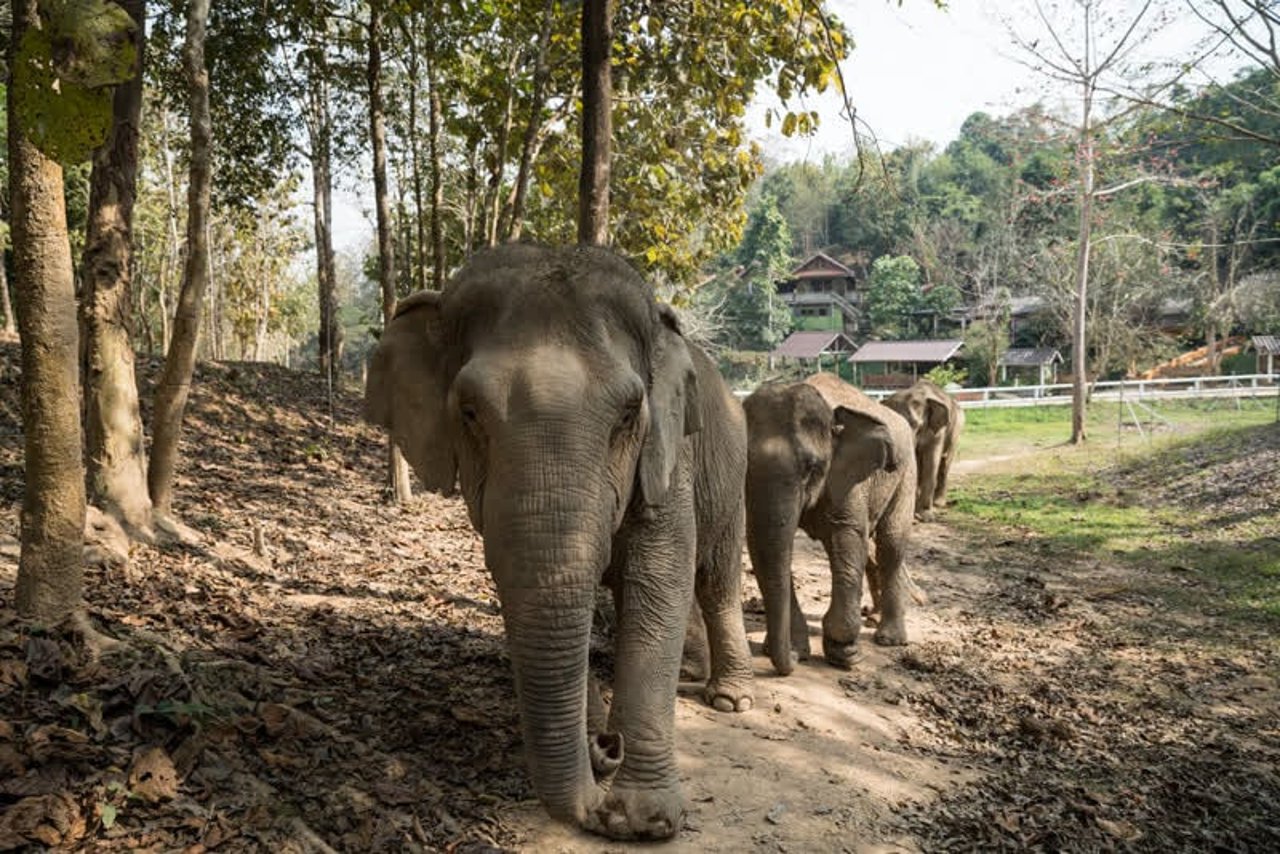 elephants_thailand_800x534_1020956