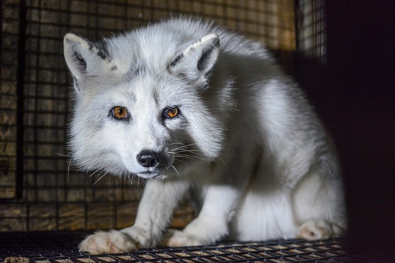 Arctic fox in a fur farm