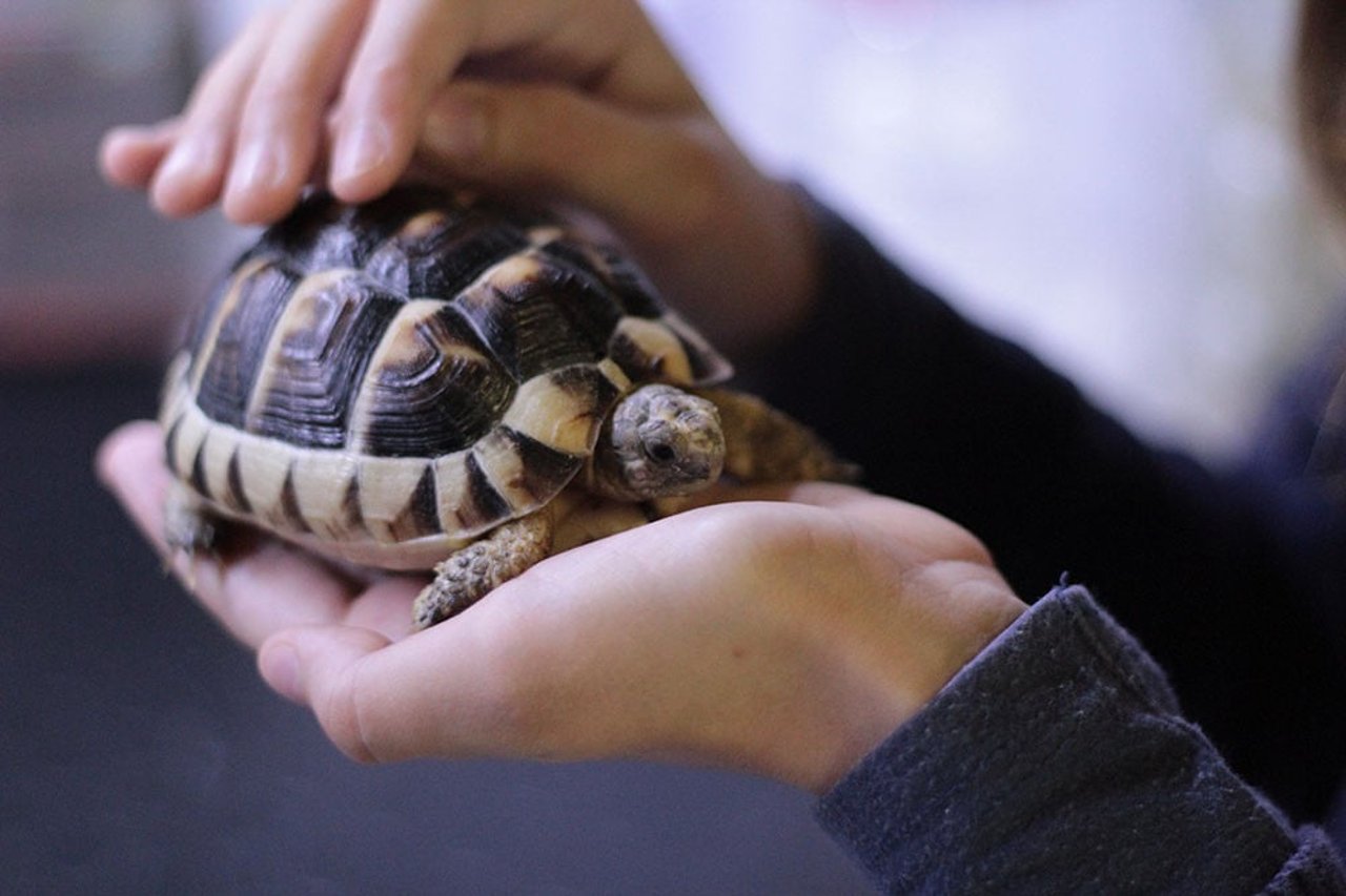 Person holding turtle