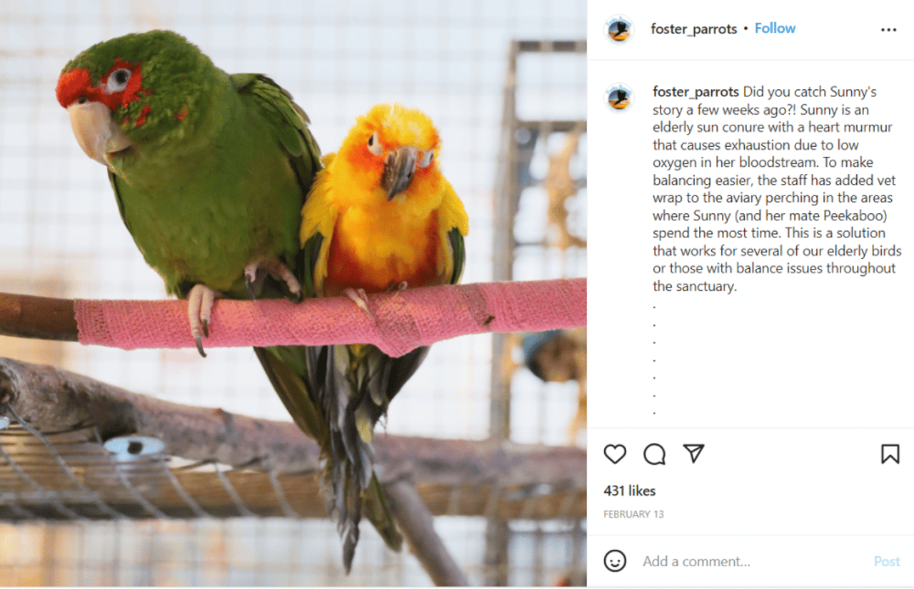 foster parrots IG post