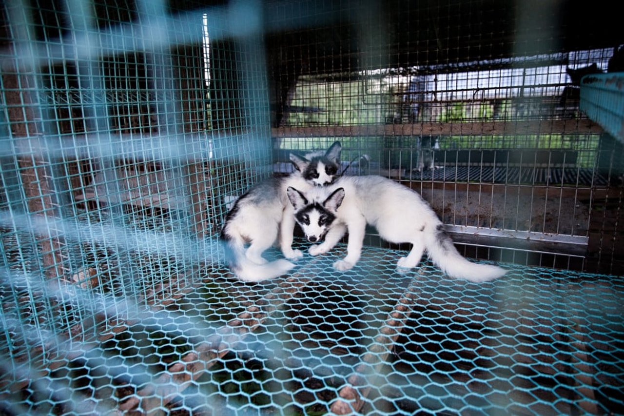 Ræve i bur på finsk minkfarm. Foto: FOUR PAWS / Fred Dott