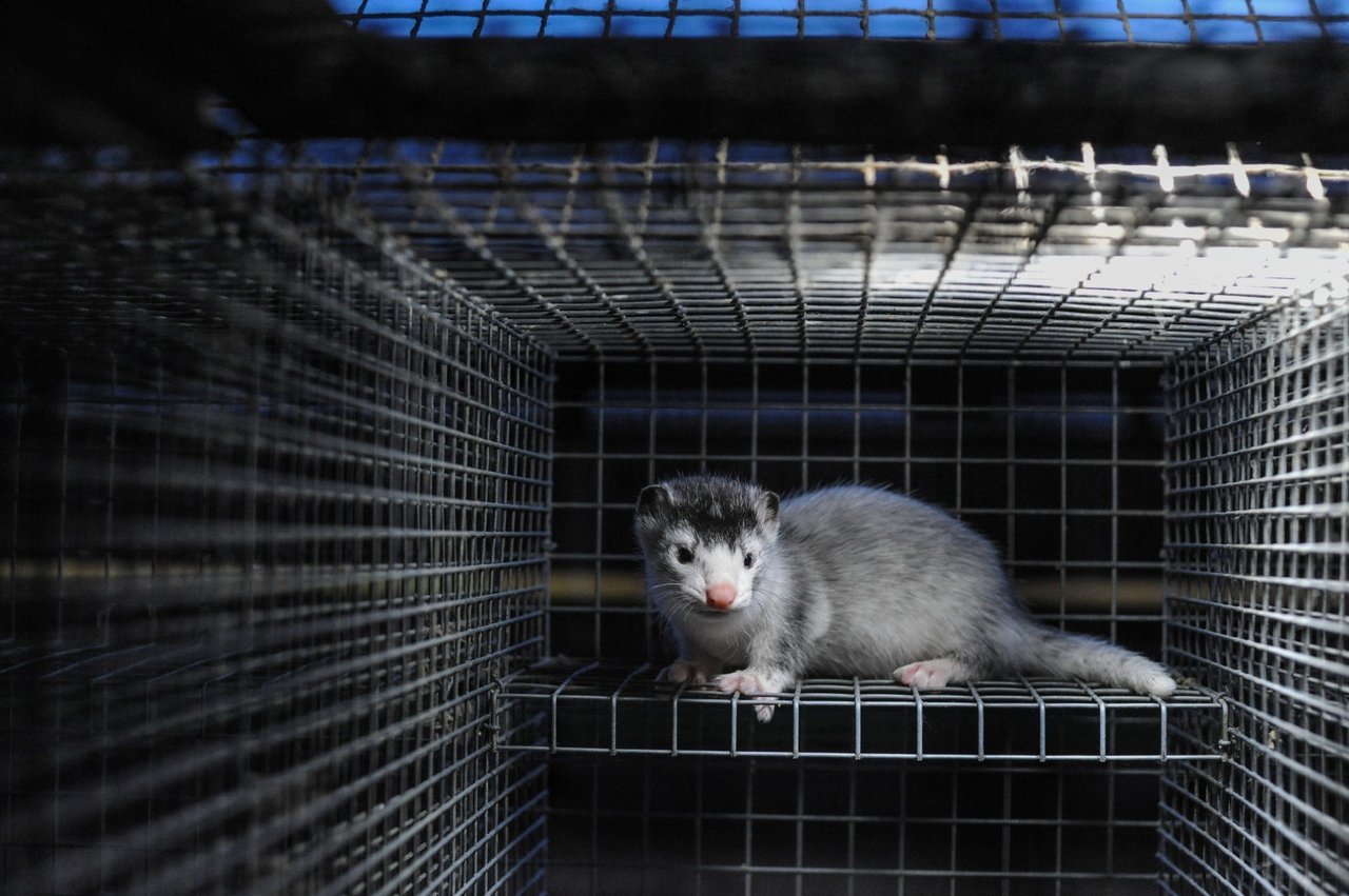 Mink på en svensk minkfarm. Foto: Jo-Anne McArthur / We Animals