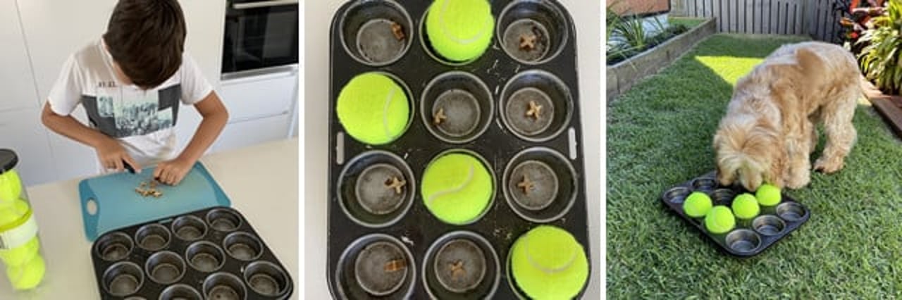 Pet activity - Muffin tin game - World Animal Protection