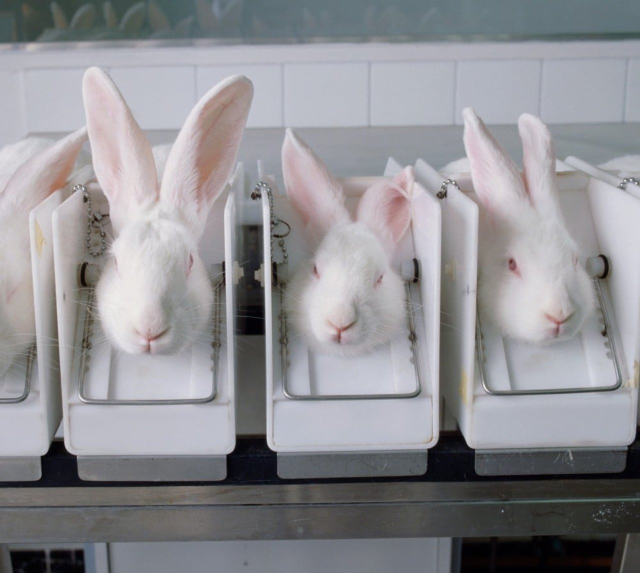 rabbits animal testing