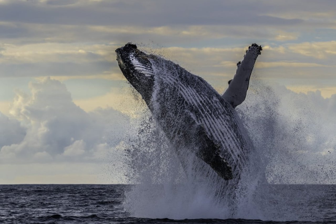 A humpback whale breaching