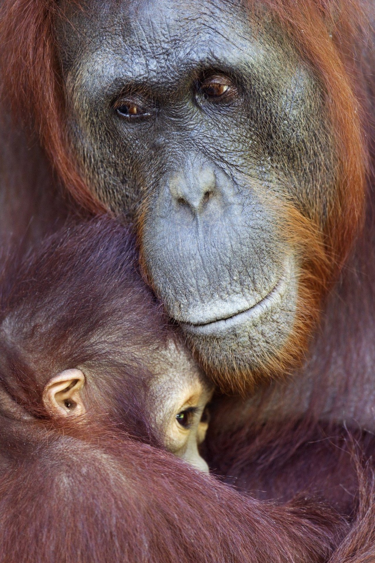 Monkeys hugging