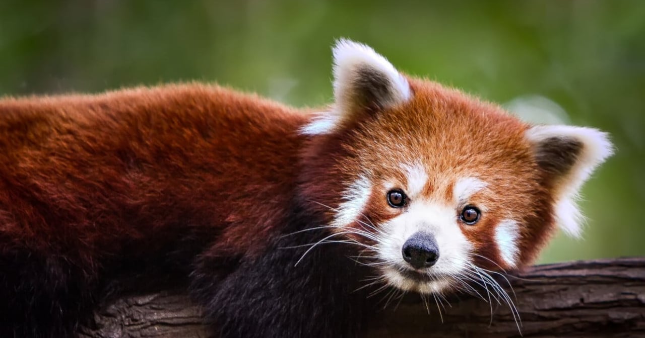 Red Panda