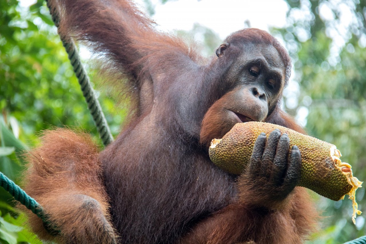 an orangutan using a stick that is in their mouth