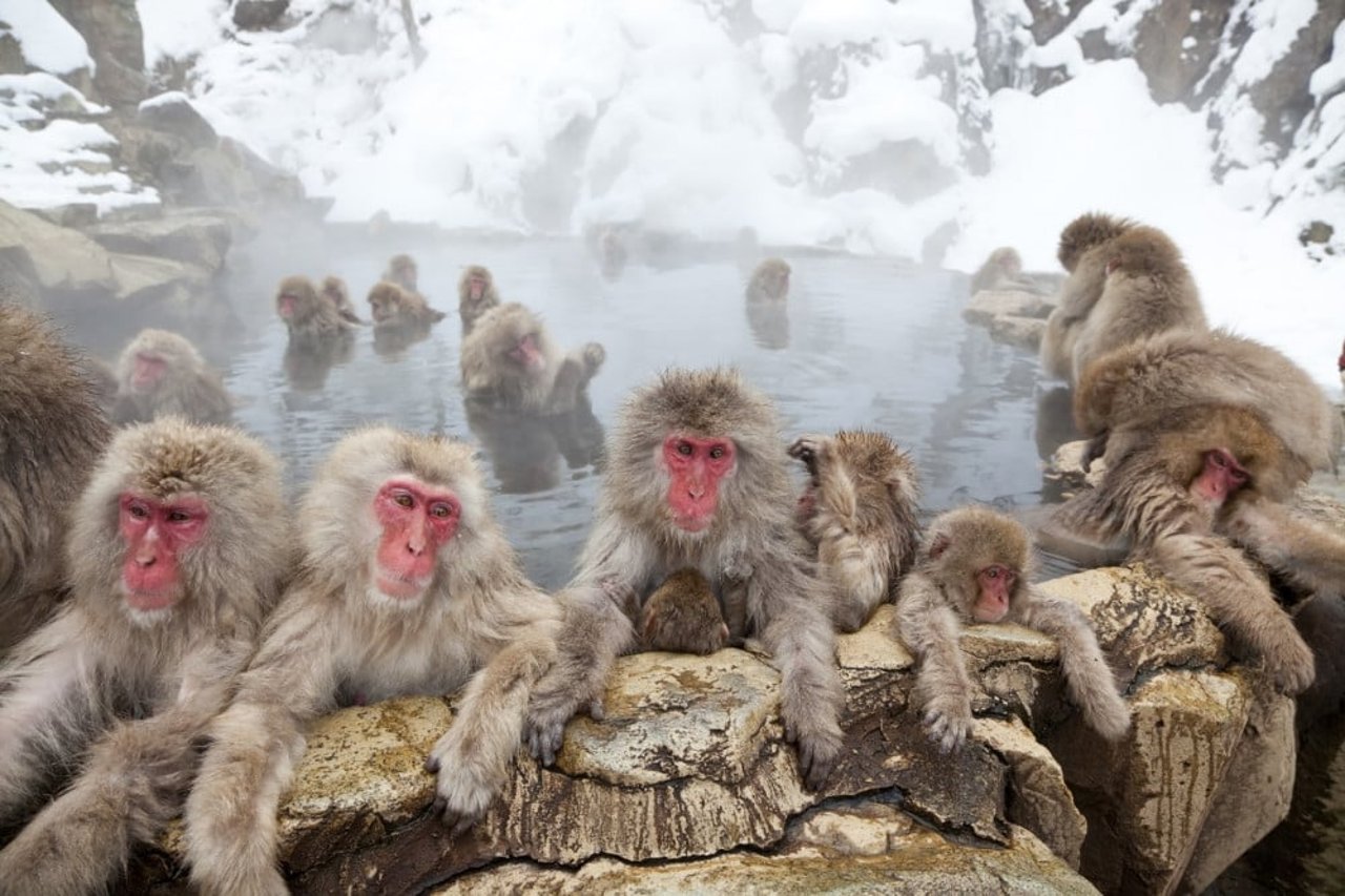 japanese macaques