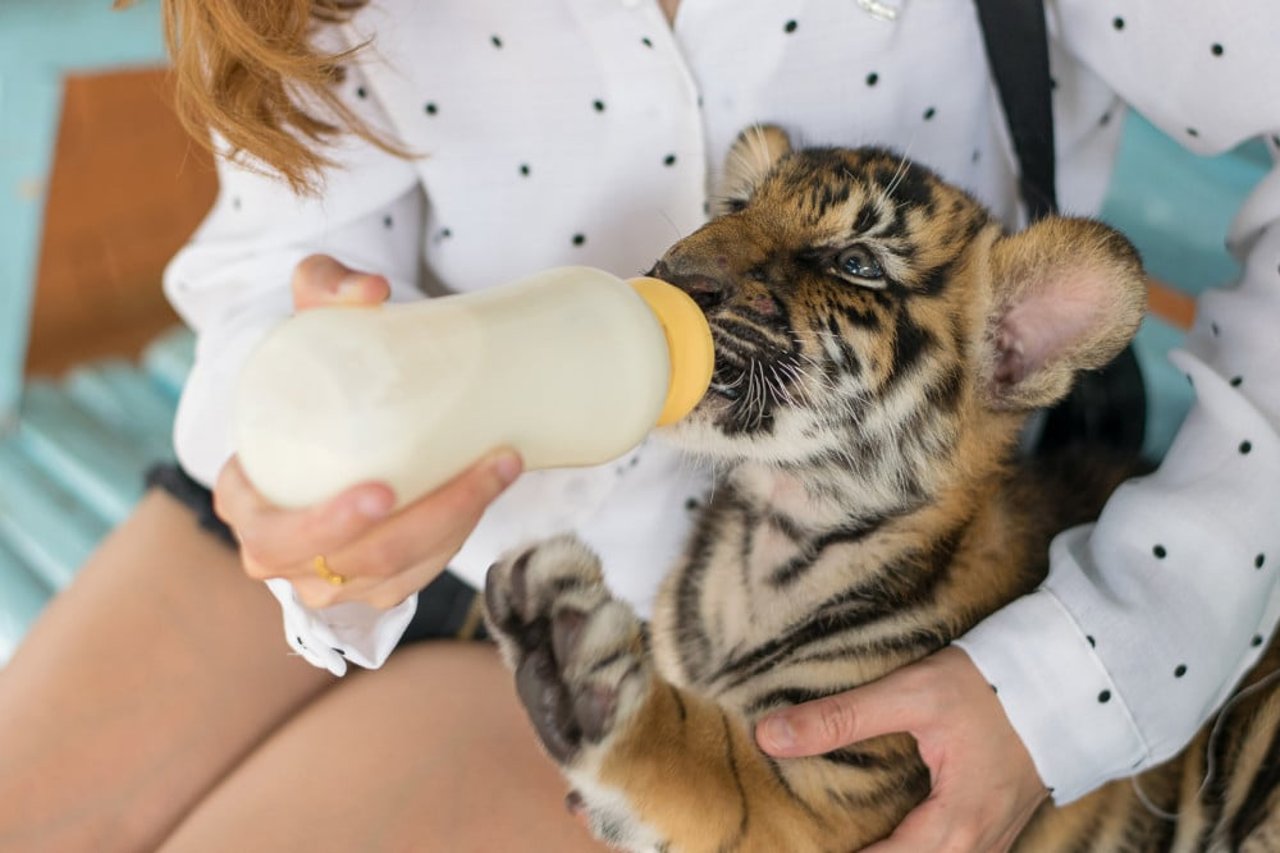 woman nursing a baby tiger with a bottle