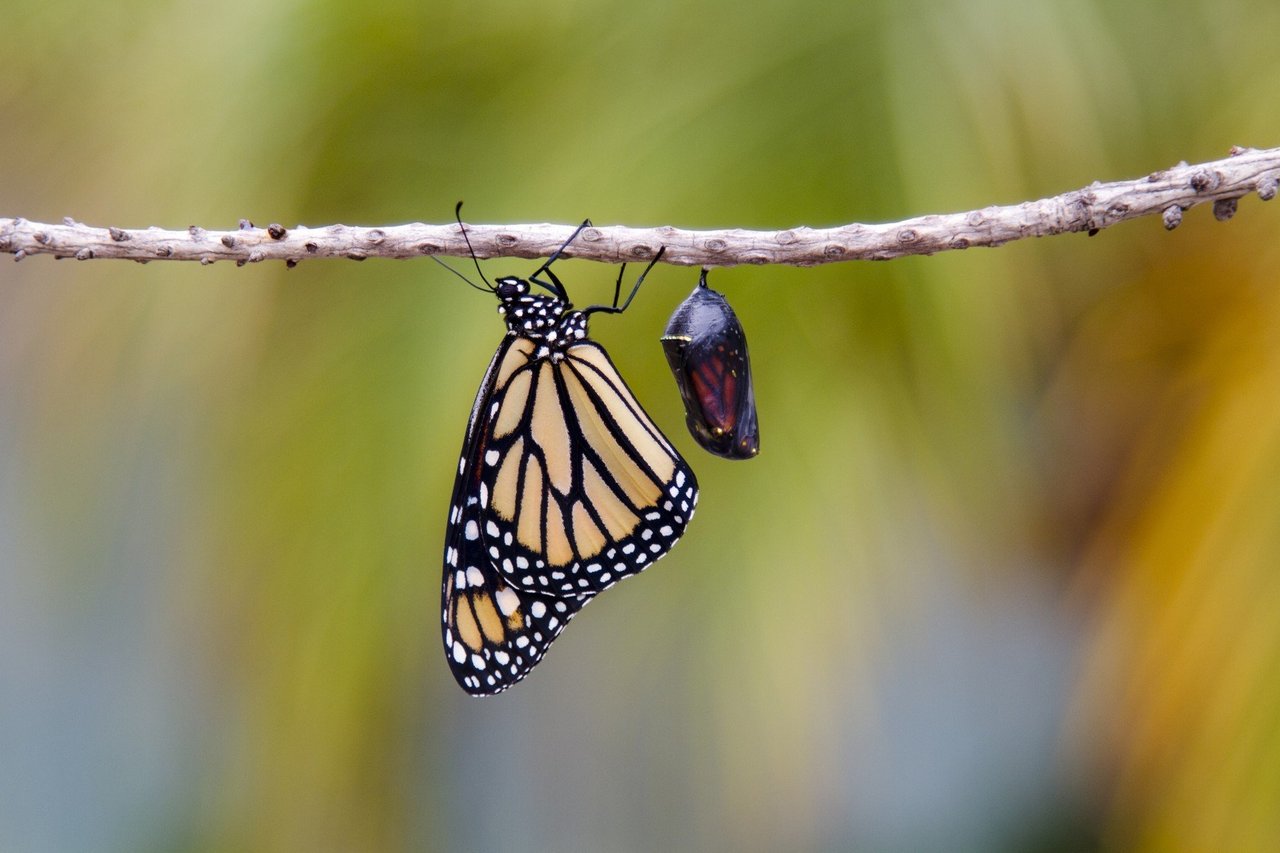 butterfly and pupa hanging from a branch