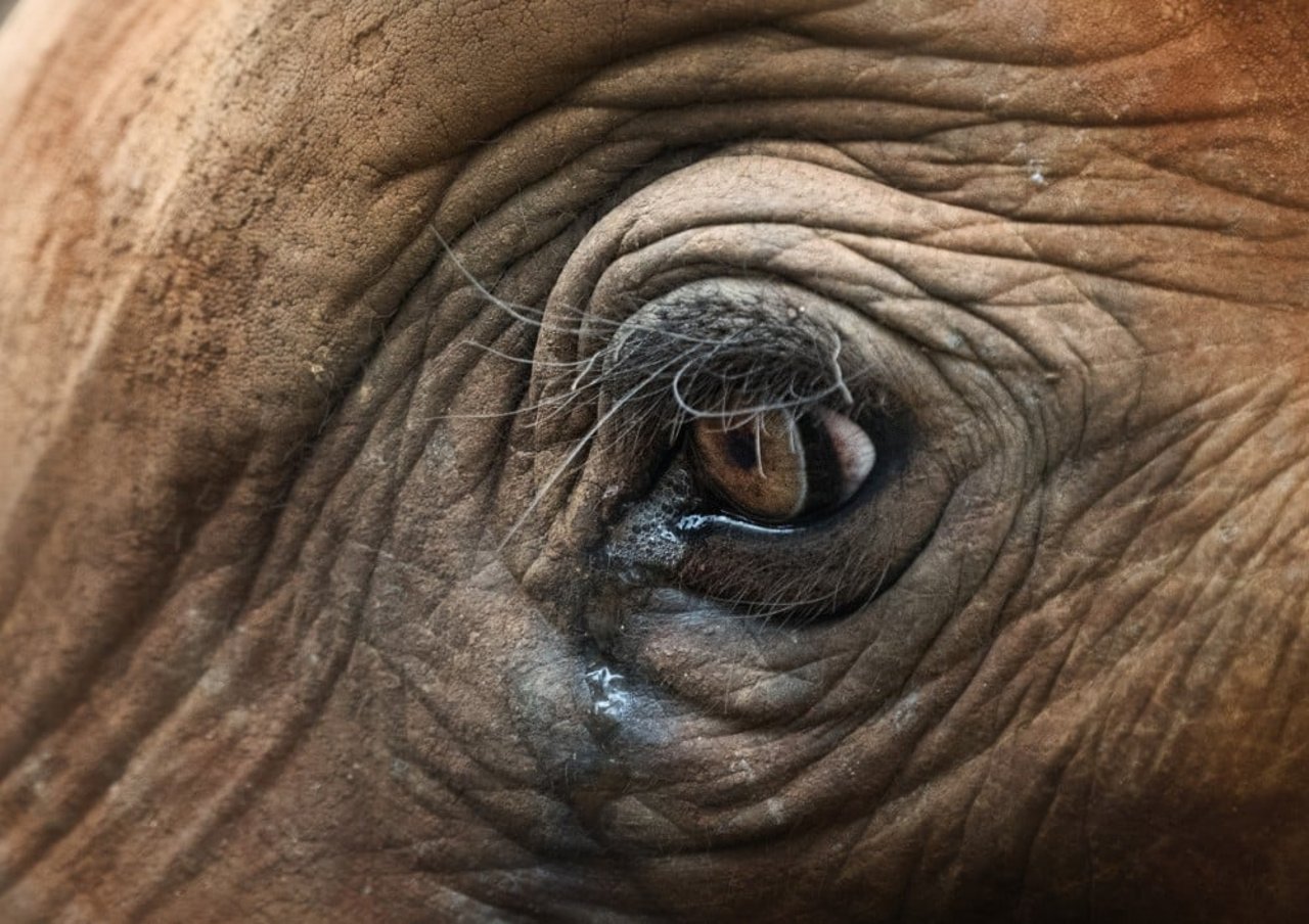 closeup of an elephant